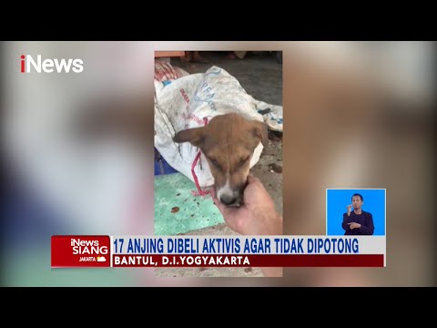 Video: Kebenaran Tentang Docking Ekor Anjing