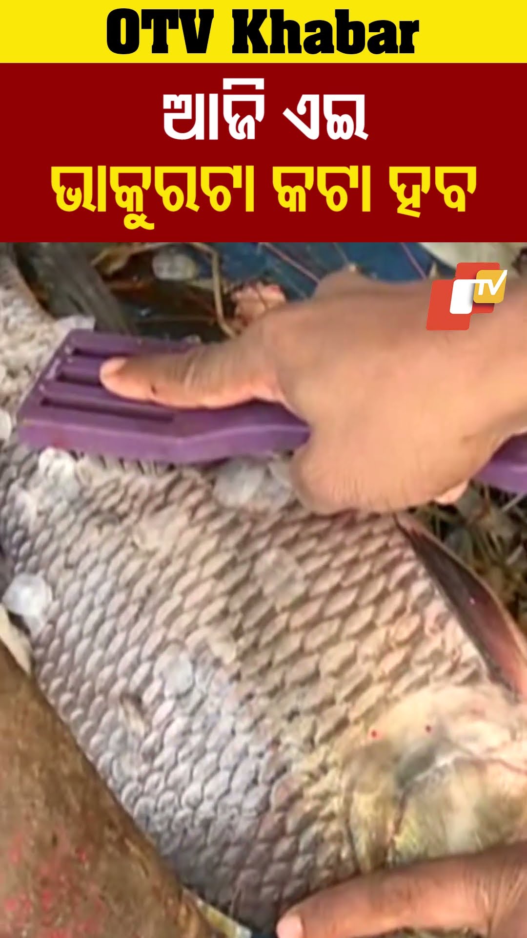 ଆଜି ଏଇ ଭାକୁରଟା ହେବ। ନୂଆ ଆବର୍ଷରେ ଆମିଷ ବଜାରରେ ଗ୍ରାହକଙ୍କ ଭିଡ଼ । #OTV