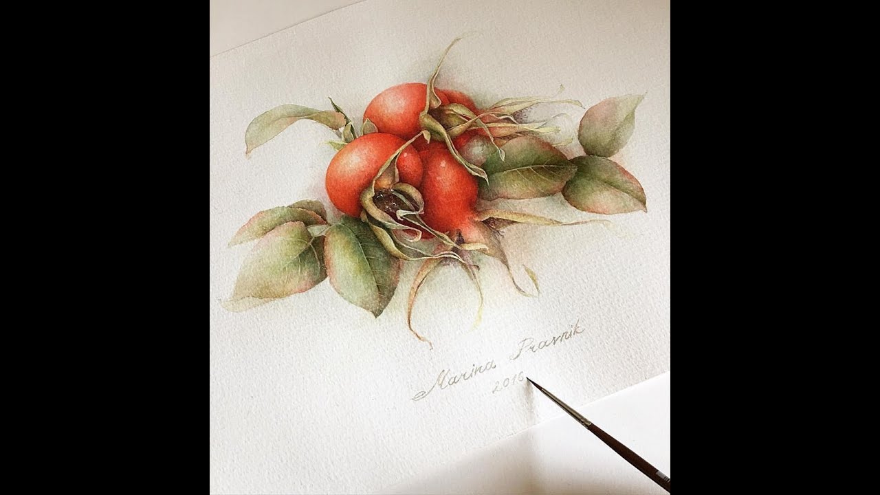 A wild rose . Watercolor... Part 2