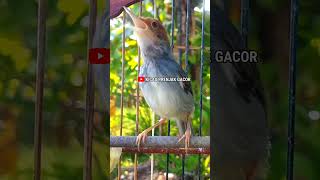 Pancingan Prenjak Betina Shorts