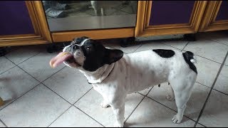 Best of funny Boston Terrier Funny Compilation