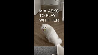 Mia Is Asking To Play With Her 🥺 So Adorable | Mmeowmmia