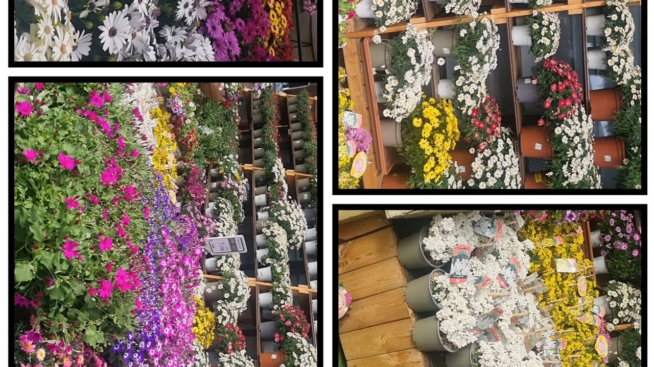 paseando por el verdecora😍😍