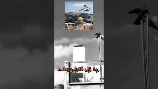 غراب ينزع علم إسرائيل ويلقية أرضاshortvideo shortvideos القدس فلسطين إسرائيل الأقصىغزة