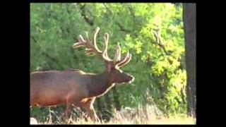 Bodacious Archery Bulls