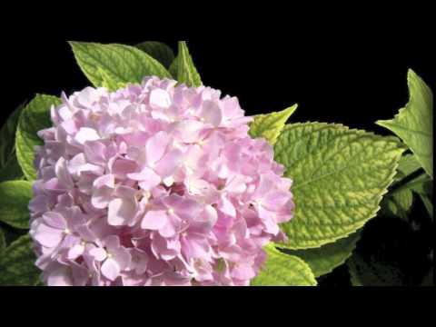 Vídeo: Plantes complementàries d'hortensia: què plantar amb arbustos d'hortensia