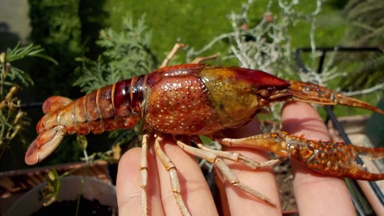 Sagra Del Gambero Di Fiume Pioraco