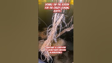 Crazy Hydroponics Roots In DWC #shorts #hydroponics #DWC