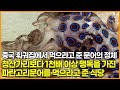 중국 훠궈집에서 먹으라고 준 문어의 정체, 청산가리보다 1천배 이상 맹독을 가진 파란고리문어를 먹으라고 준 식당