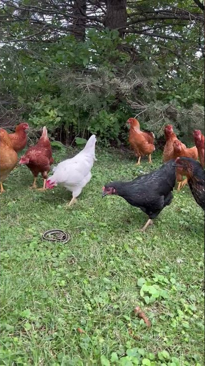 Chickens Meet Their First Snake! | Chicken Vs. Snake