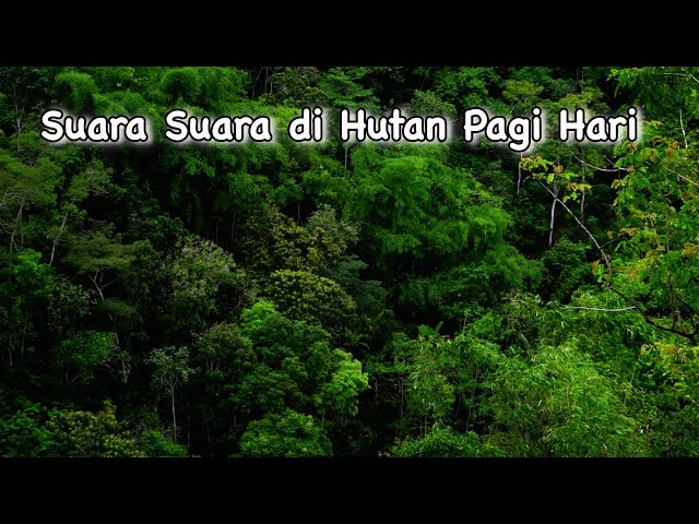 Suasana Hutan Pagi | Forest ambience sounds effect | Suara Pagi Hari di Pegunungan #suasanapagihari class=