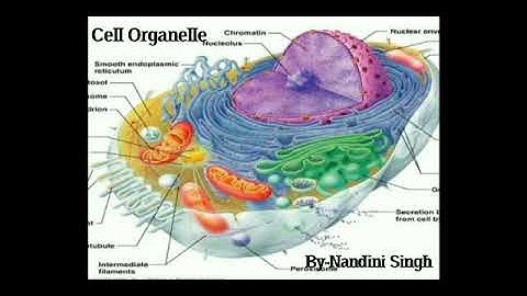 Cell Organelle | By Nandini Singh