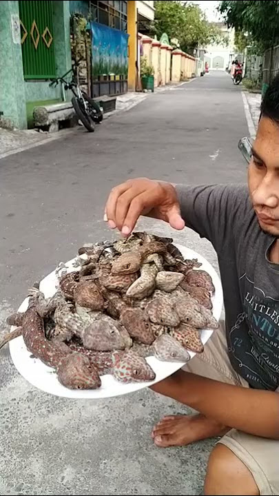 Mukbang ratusan ekor tokek | daging tokek halal???