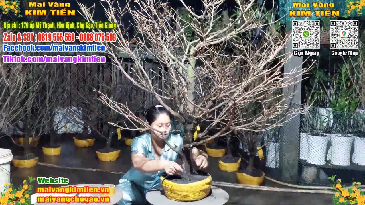 Phôi Mai Thủ Đức Giá Rẻ Bao Ship Bao Sống Toàn Quốc - Mai Vàng Kim Tiền Chợ Gạo