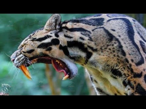 CLOUDED LEOPARD ─ Saber-Tooth Cats Still Exist !
