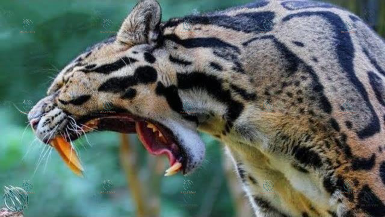 🐆 CLOUDED LEOPARD ─ Saber-Tooth Cats Still Exist ! 🐆 - YouTube