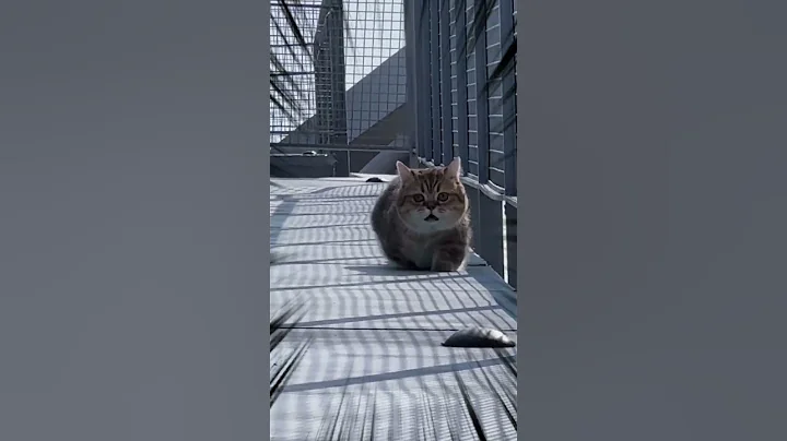 Video 2481141: cat f1, legged cat, cat dog sound