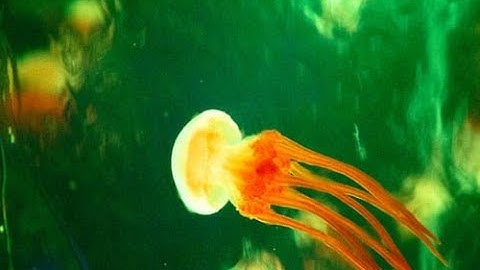 المصحف المعلم مشارى راشد ترديد اطفال جزء عم سورةالمسد