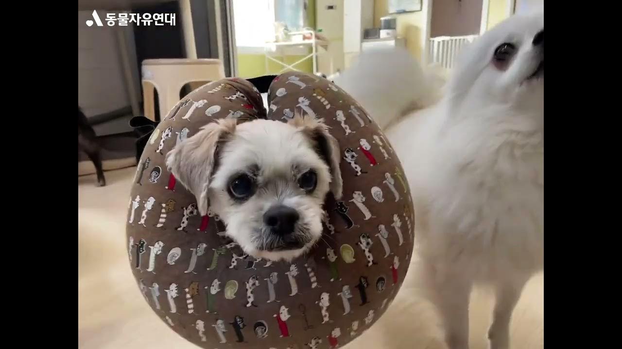 온센터] 기다리면 사랑이 올까요? / 동물자유연대 - Youtube
