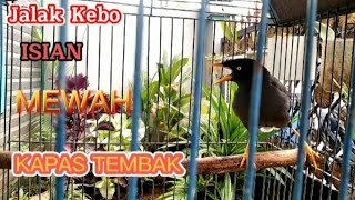 Download Lagu MUDA Tampil Beda RASA Kapas Tembak Jalak Kebo Gacor ~ pancingan Auto Nyaut MP3 Download Lagu MUDA Tampil Beda RASA Kapas Tembak Jalak Kebo Gacor ~ pancingan Auto Nyaut MP3