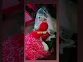 funny baby girl#funny #trending #viral #video #shorts #shortsvideo #trend #new #baby #reel #edit