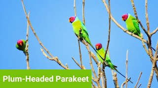 PlumHeaded Parakeet  Indian Parrot ❣