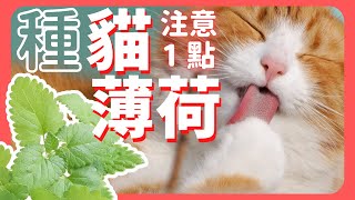 讓貓主子嗨起來種貓薄荷只要注意這1點(內有業配) | How to grow Catnip |《葛斯怎麼種》32