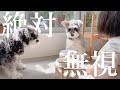 娘の”よし”では絶対に食べない犬 vs ワンちゃんにごはんを食べてほしい娘【４年間の成長記録】