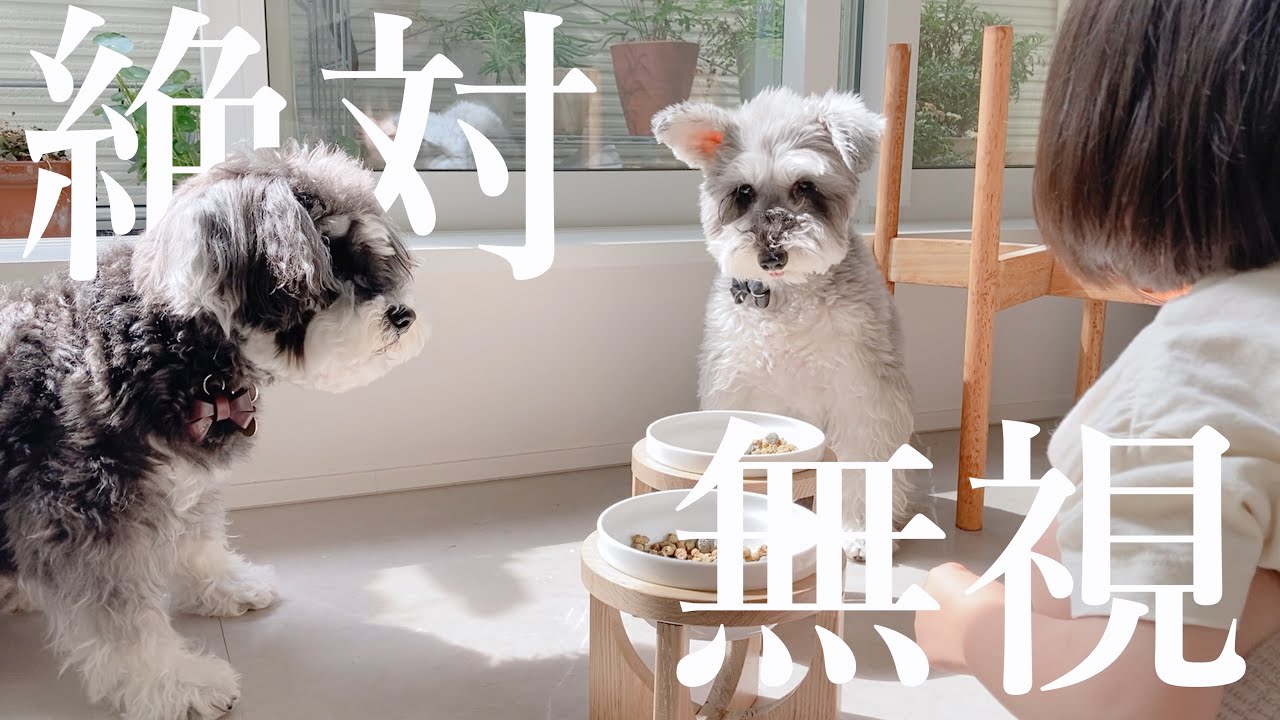 娘の”よし”では絶対に食べない犬 vs ワンちゃんにごはんを食べてほしい娘【４年間の成長記録】