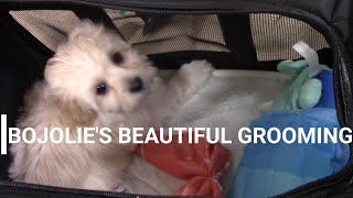 BoJolie's Beautiful Grooming by BoJolie The Shih Tzu Poodle 1,470 views 3 years ago 3 minutes, 45 seconds