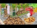 Terrace Garden Bamboo Potato Farming Potatoes Grow Bags Hindi Kahani Moral Stories New Comedy Video