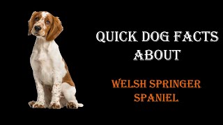 Quick Dog Facts About The Welsh Springer Spaniel!