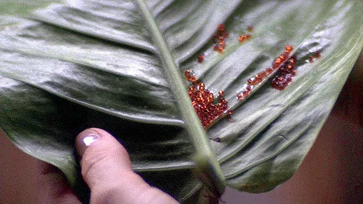 Fungus Consumes Hormones from Leaves and Mutats Human into Monster |THE RELIC EXPLAINED - DayDayNews