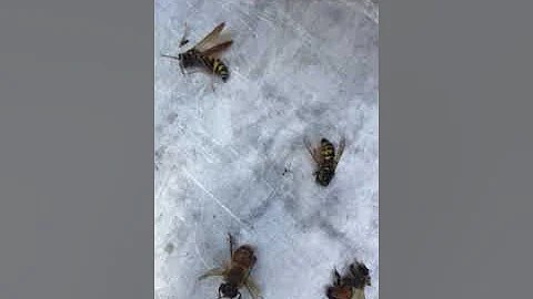 Difference between Wasps Honets Yellow Jackets & Honey Bees