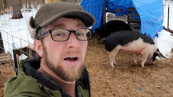 Lessons I've Learned From Raising Pigs in the Winter
