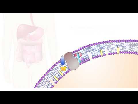 Video: Identifikation Og Funktionel Analyse Af Missense-mutationer I Lecithincholesterol Acyltransferase-genet Hos En Chilensk Patient Med Hypoalphalipoproteinæmi