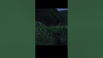 Fireflies | How long has it been since you