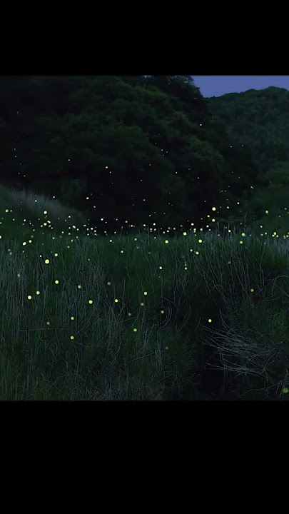 Fireflies | How long has it been since you've seen a firefly?