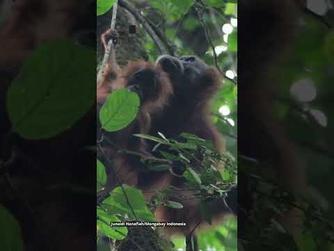 Mencermati Masa Depan Orangutan Sumatera