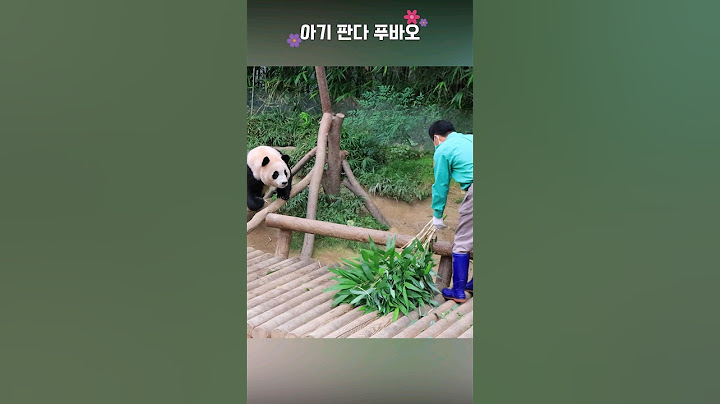 할부지 인기척에 신이 난 푸바오 🥰 #에버랜드 #아기판다 #푸바오 #강바오 #shorts