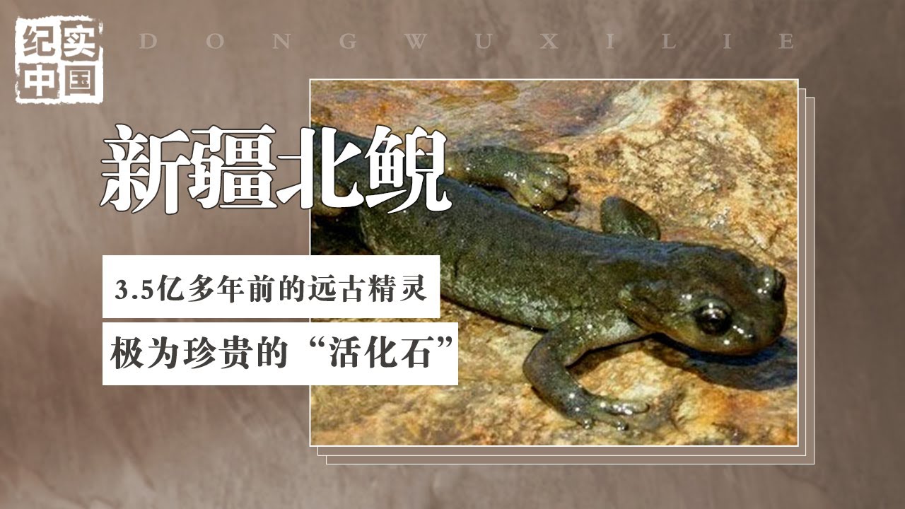历史比恐龙还久远，新疆北鲵堪称两栖动物“活化石”#纪实中国 #自然#鱼类 - YouTube
