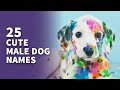 25 cute male dog names pawsome boy pup ideas