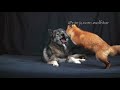 Fox pesters husky to play