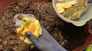 Worm Wednesday Feeding Half a Rain Barrel Bin #wormswithrick #vermicomposting 