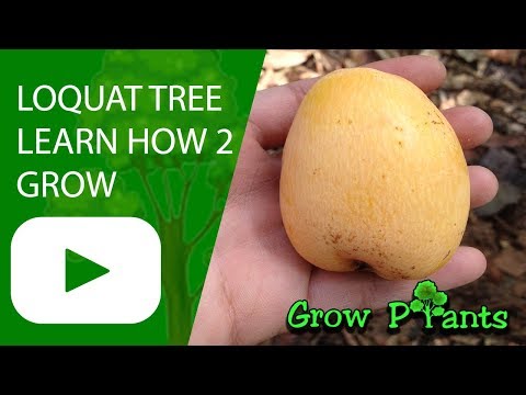 Loquat tree - grow, care, harvest & EAT (Eriobotrya japonica)