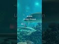 Aura Under Ocean it's Aura 10/10