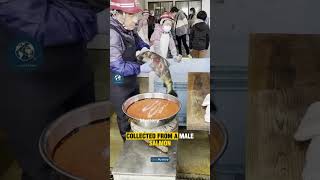Why Salmon Hatcheries Collect Millions of Eggs Every Year #shortvideo #shorts #information