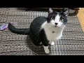 猫に『わあ〜ん』とか『わわあん』って話しかけられたい人向け動画