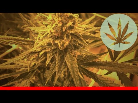 Critical Plus 2.0 - All About This Strain