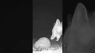 #Shorts - Scary Fox. #talltreesnaturereserve #wildlife #foxes #fox #hedgehog #nature #gardenwildlife